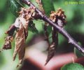Monilia Spitzendürre – monilia laxa – monilia fructigena