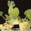 Gurkenpflanze mit Stickstoffmangel