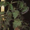 Tomatenpflanze mit Phosphormangel Phosphormangel zeigt sich durch abnorm dunkelgrüne Blattfarben mit rötlich violetten Einfärbungen.
